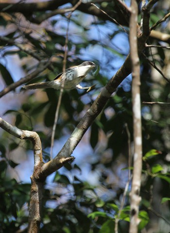 Chim Họa mi Langbiang (Crocias langbianis) - một trong những loài đặc hữu của Việt Nam. Hoạ mi Langbiang hay còn được gọi là Mi núi Bà là loài chim quý hiếm thuộc bộ Sẻ, họ Khướu. Loài chim này chỉ có thể được tìm thấy ở độ cao trên 1.500 m.